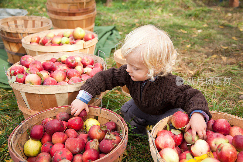 小男孩在农场捡苹果