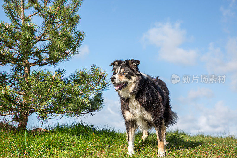 草地上友善的边境牧羊犬