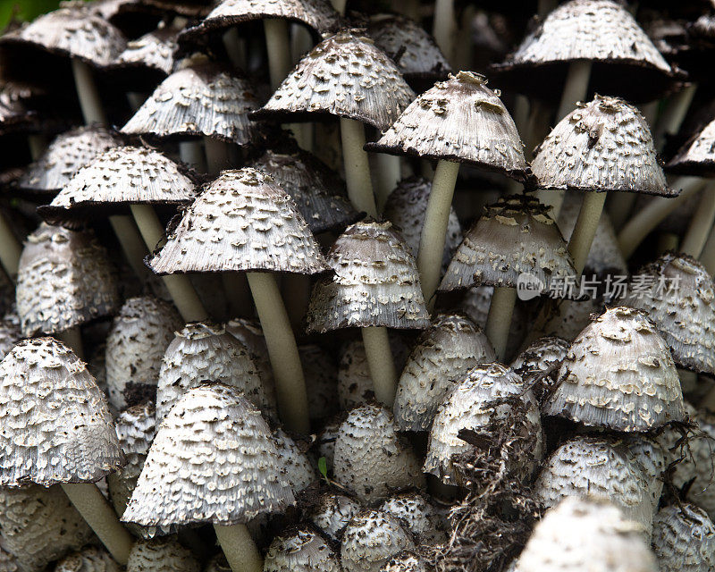 集群的蘑菇