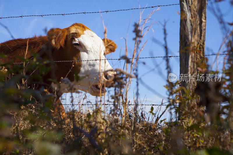 莉兹拉，乔治亚州，奶牛在围栏后面