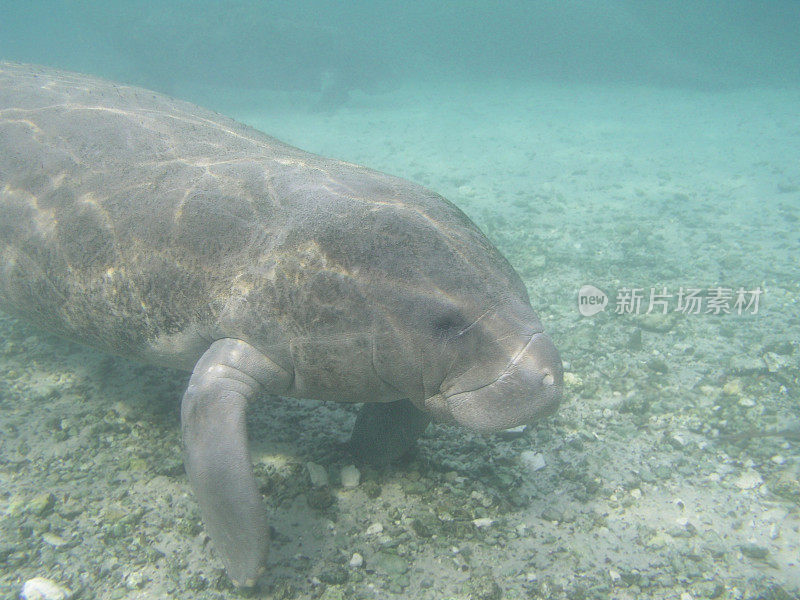 两只成年海牛在小野生海牛的背景下