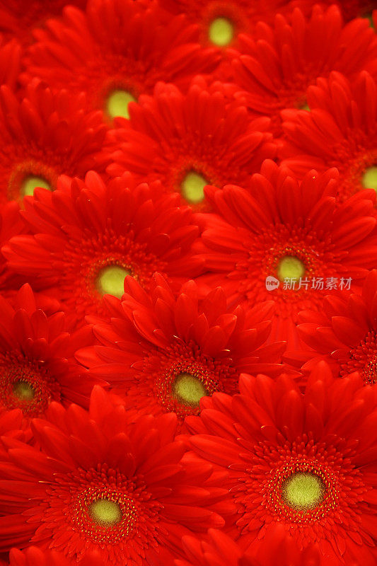 红色非洲菊的花