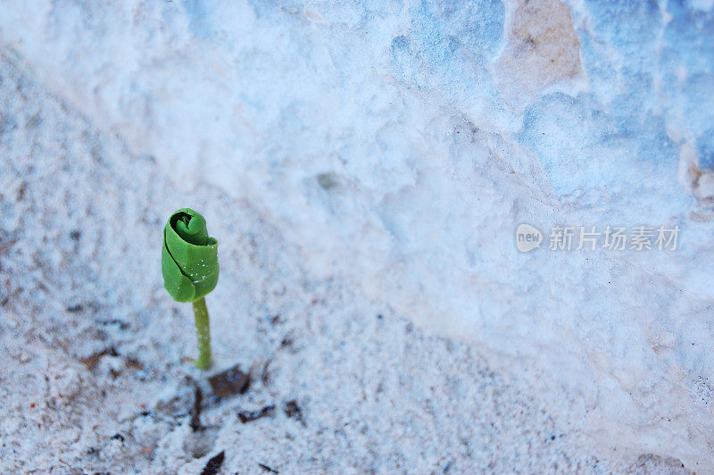 石灰石和植物幼苗