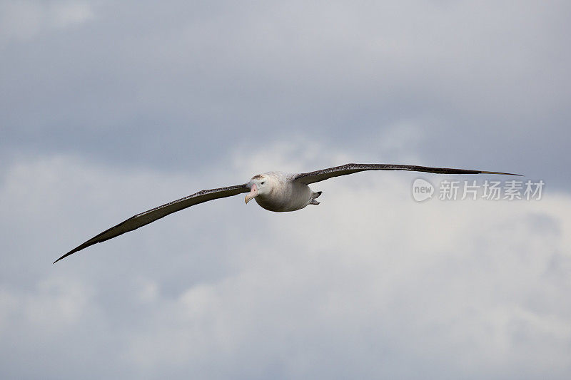 在南乔治亚的普里翁岛，一只巨大翼展的流浪信天翁
