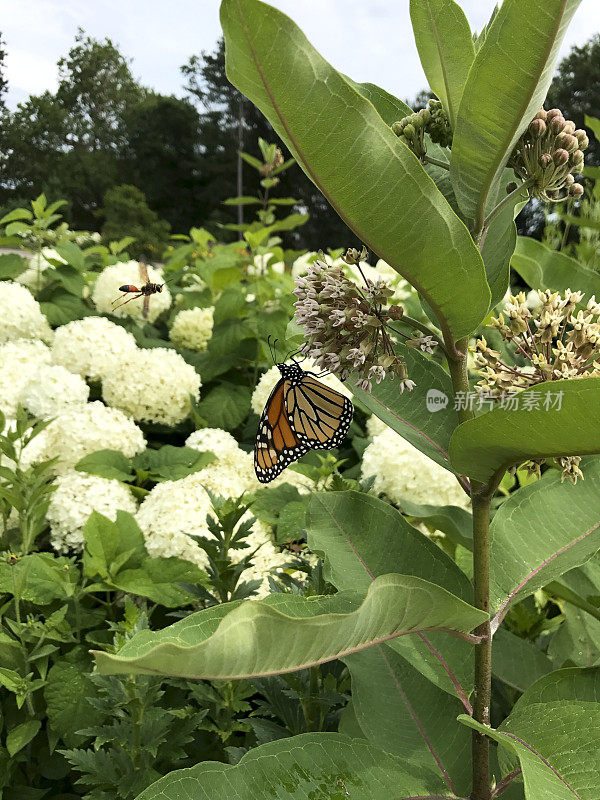 花上的帝王蝶