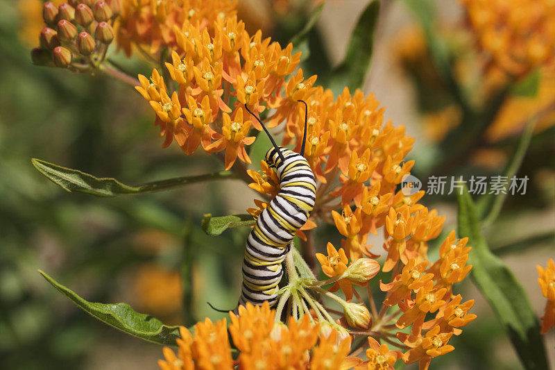 太阳下的帝王毛虫