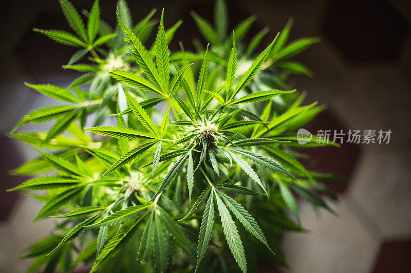 大麻大麻医学