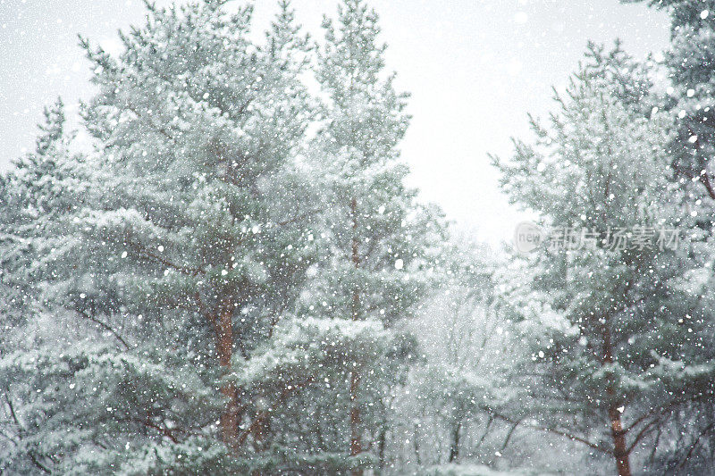 冬天的场景——树林里下雪