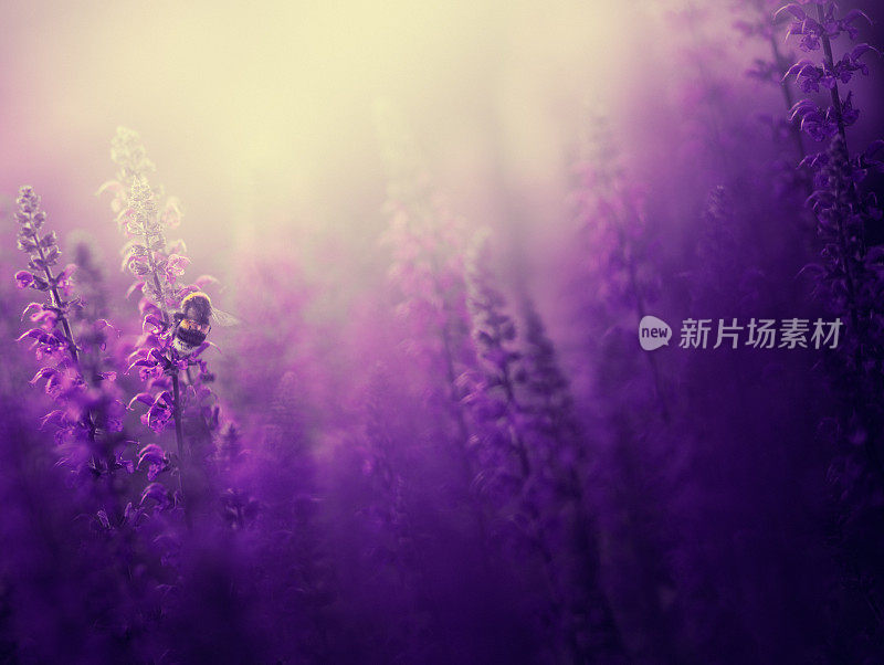 蜜蜂为紫色花朵授粉