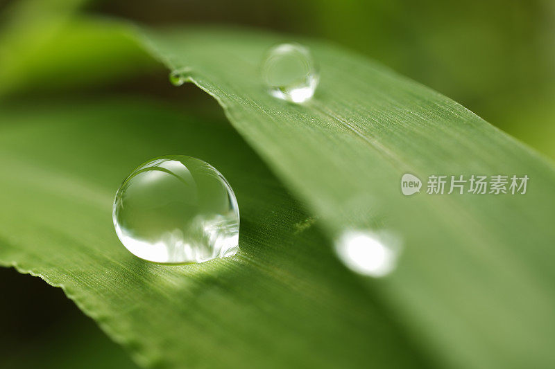 新鲜的草和露珠靠近