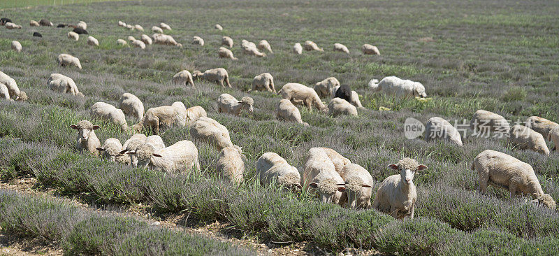 梳着高顶卷发的绵羊，在一排排薰衣草之间吃草