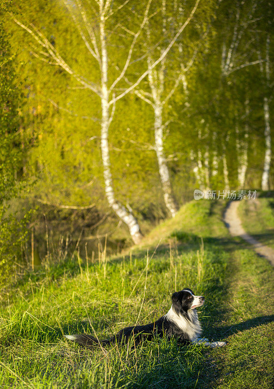 边境牧羊犬在人行道上休息