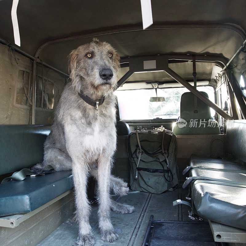 爱尔兰猎犬坐在卡车里