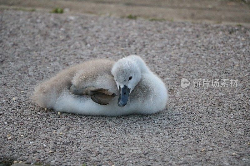 英国伦敦海德公园蛇形湖上熟睡的天鹅幼崽