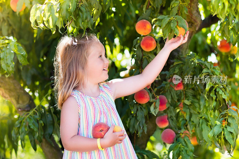孩子们从果树上摘桃子吃
