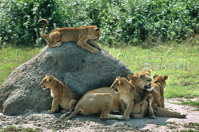 野生狮子骄傲幼狮家族，乌干达伊丽莎白女王国家公园