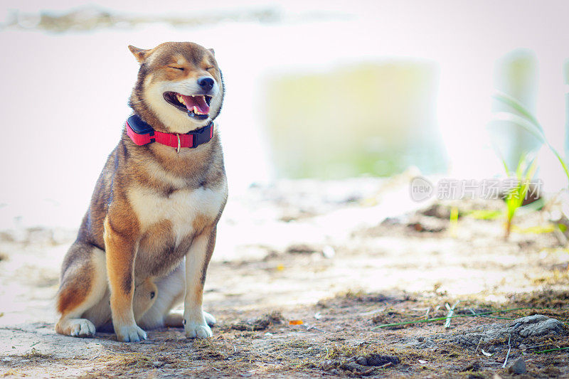 公园里的狗狗柴犬