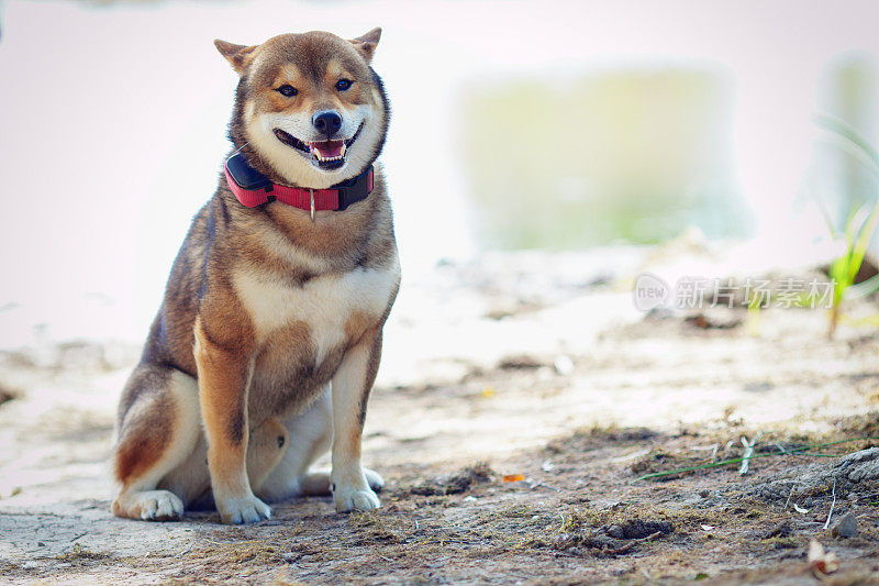 公园里的狗狗柴犬