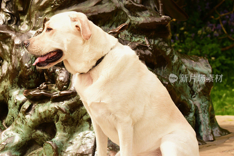 伦敦的拉布拉多犬