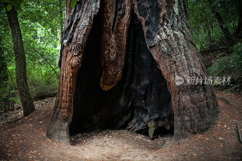 大海岸红木“鹅”树洞，大盆地州立公园