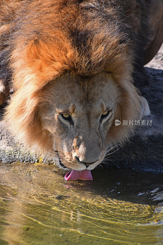 狮子喝水的特写