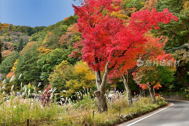 日本富士五湖地区的秋叶