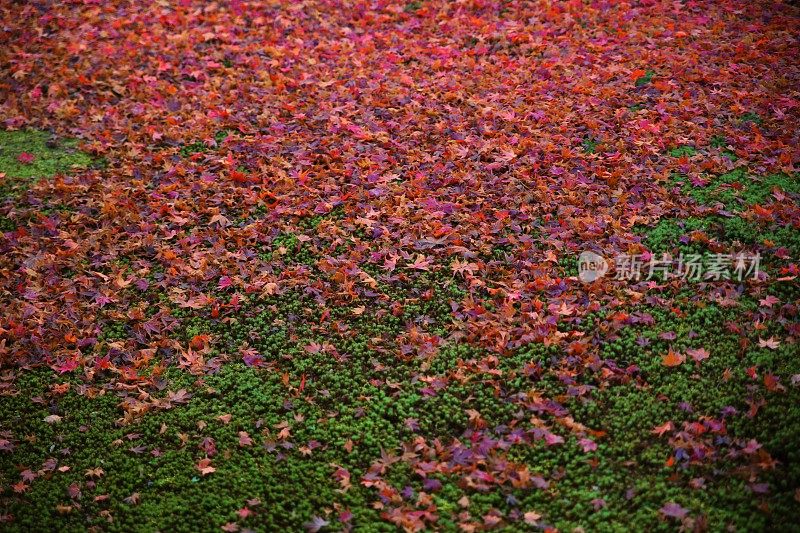 秋天的红叶地毯