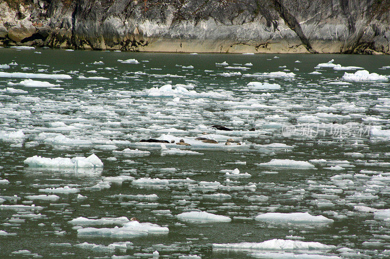 在阿拉斯加的特蕾西手臂，海豹们在冰流上
