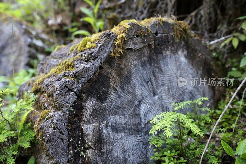 苔藓，死树树皮上生长的植物，树轮