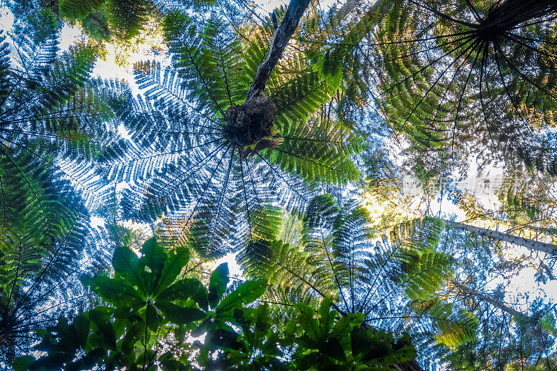 新西兰罗托鲁瓦红杉林中的巨型蕨类植物