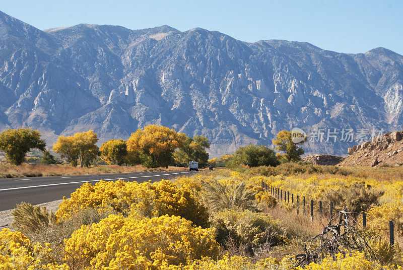 在加州主教以北的美国395高速公路上，以内华达山脉为背景的秋天的鲜花