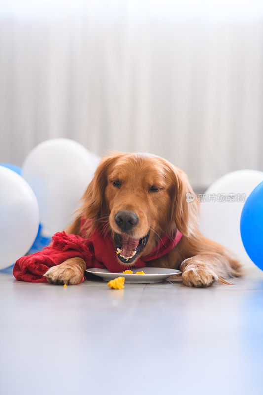 戴着围巾的金毛猎犬