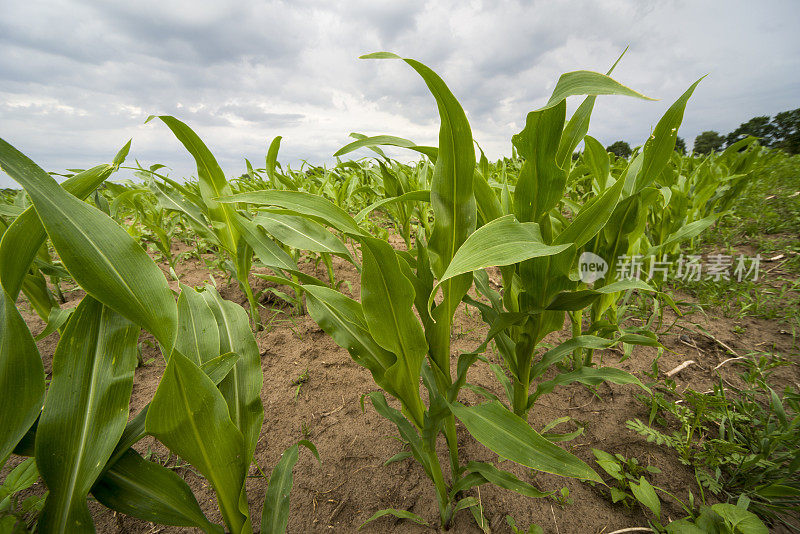 玉米在雨云下的土壤中生长