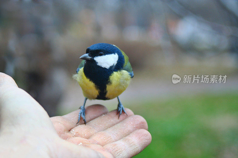 幸福的本质