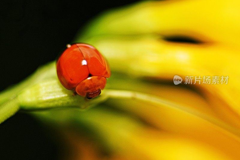 瓢虫在黄花枝上(黑色背景)