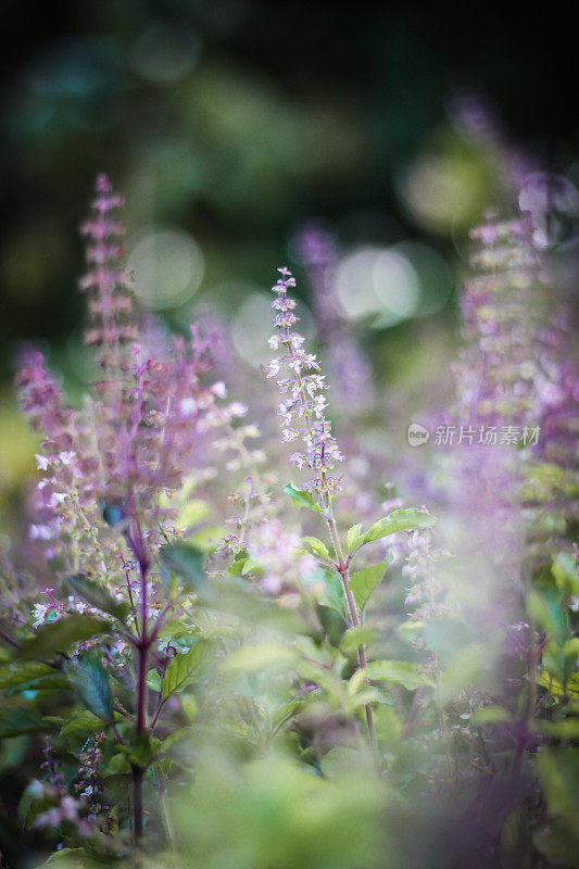 罗勒香草花园