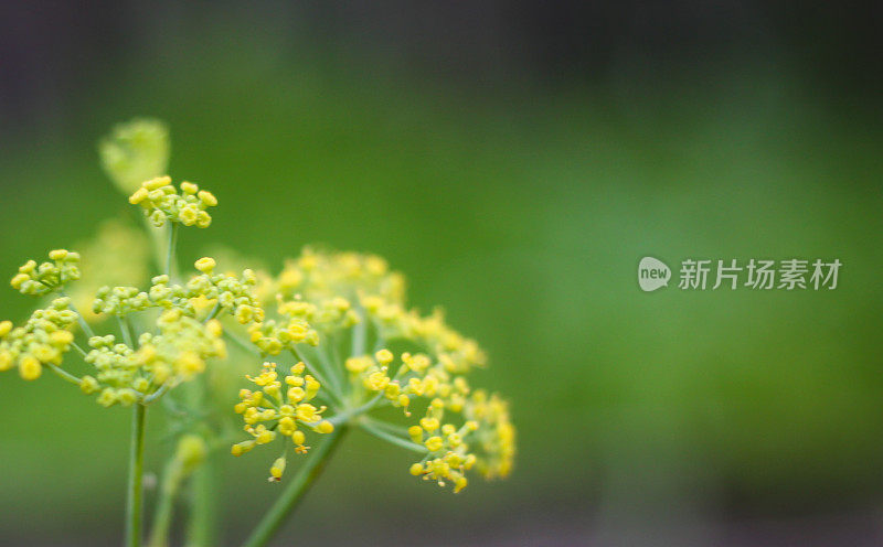 香草花园茴香花