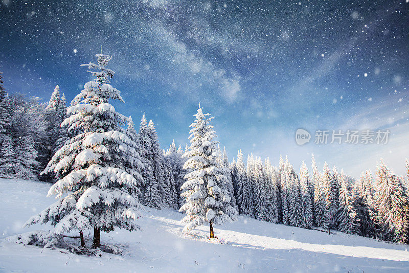 神奇的冬天被雪覆盖的树。冬天的风景。冬湖的正面结冰了