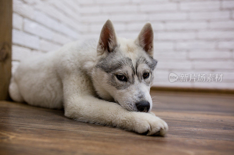 西伯利亚哈士奇小狗躺在家里的地板上。生活方式与狗