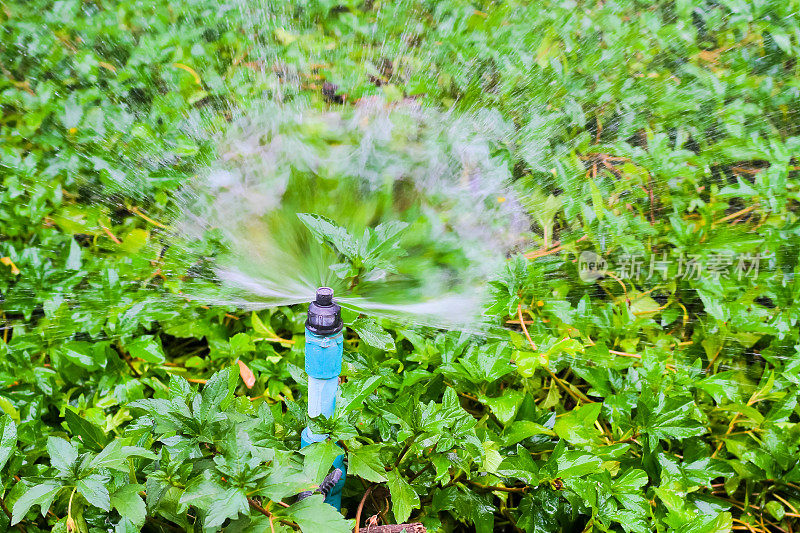洒水器在花园里工作。