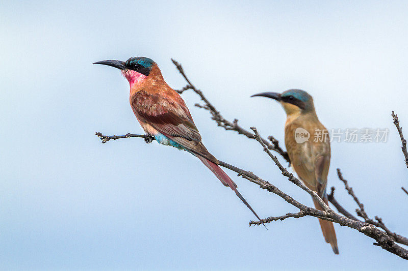 南非克鲁格国家公园的南胭脂红食蜂鸟