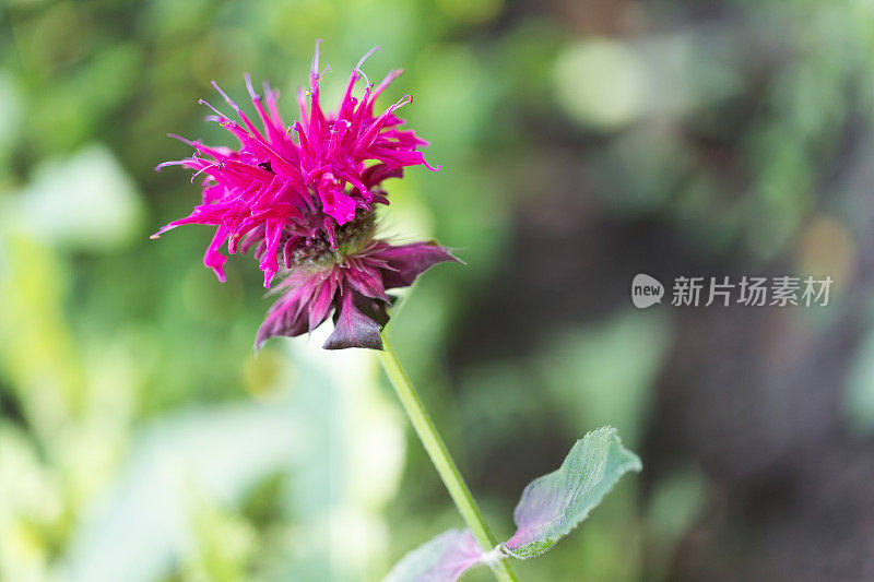 粉红蜂香花