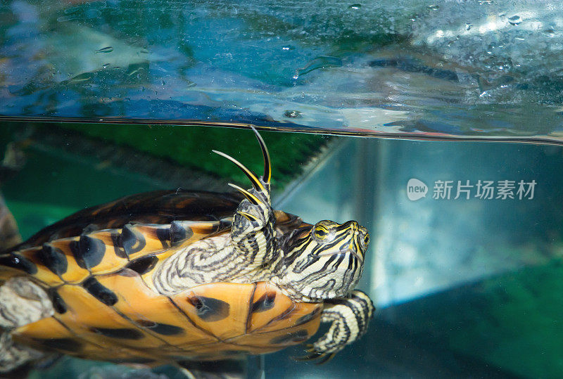 水族馆里的乌龟