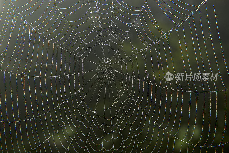 蜘蛛用露珠结网