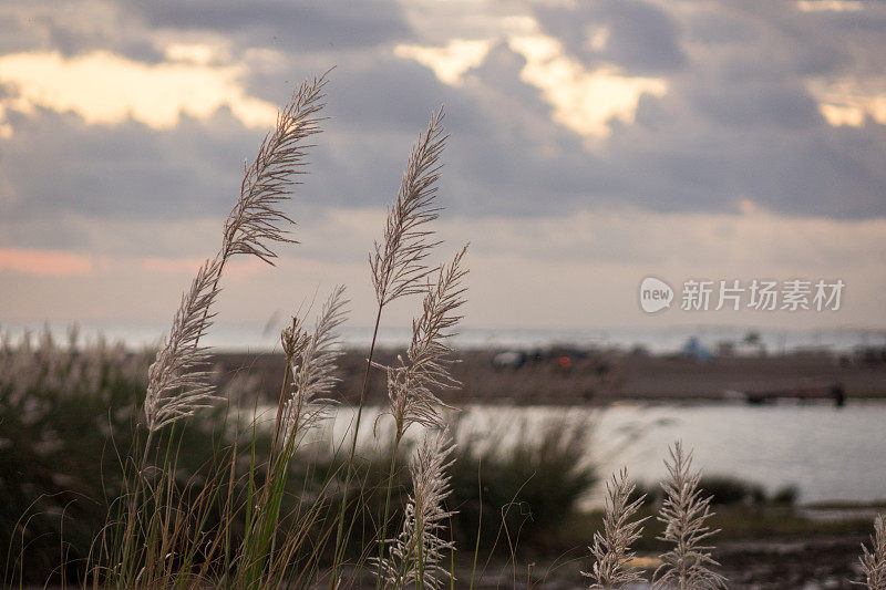 芦苇湖和海景