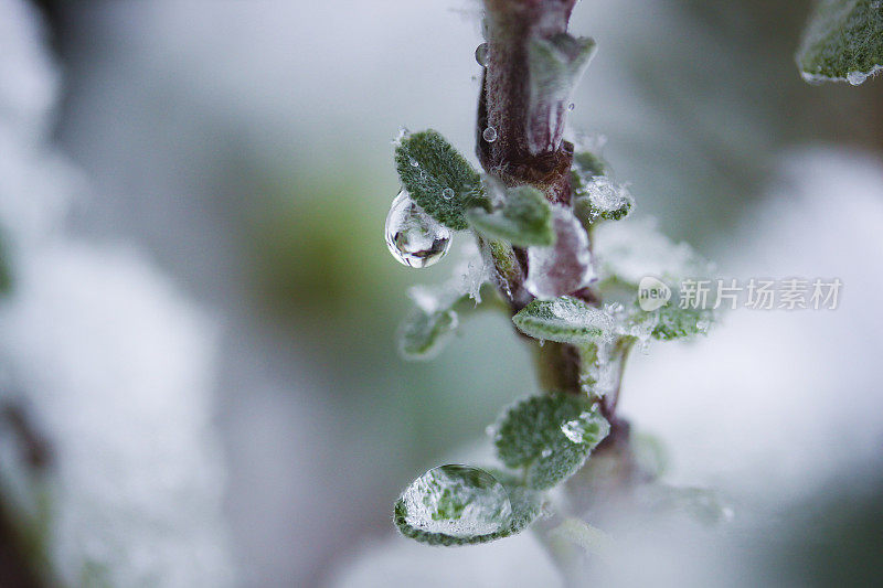 植物上的雪晶