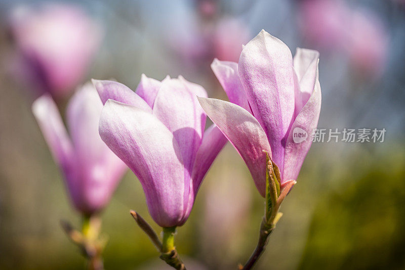 粉红色的木兰花