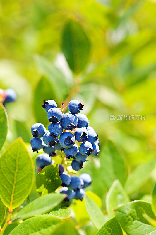 新鲜的蓝莓在果园农场的蓝莓丛中