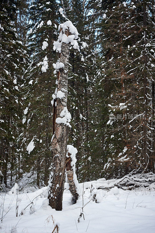在针叶林皑皑白雪下的碎桦树