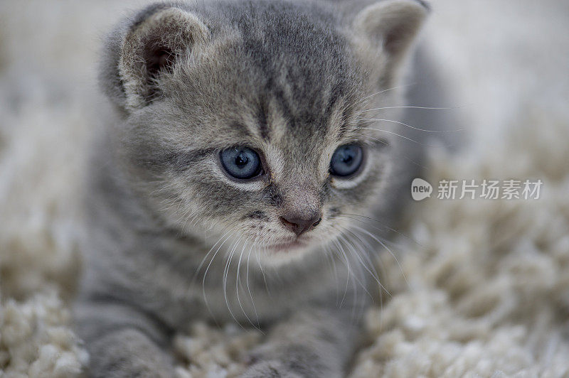 小猫躺在地毯上